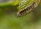 Vapourer Moth Caterpillar