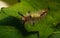 A Vapourer moth caterpillar