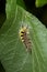The Vapourer or rusty tussock moth caterpillar begins weaving a cocoon