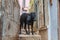 VARANASI, INDIA - OCTOBER 25, 2016: Cow stays in a narrow alley in Varanasi, Ind