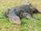 Varanus on green grass focus on the