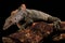 Varanus Rudicollis or Black Roughneck Monitor photographed with black background