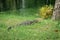 Varanus salvator - asian water monitor on the grass at public pa