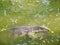 Varanus salvator tropical wildlife animal swimming in river
