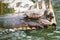 Varanus Salvator and Turtles on Bamboo Raft
