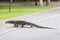 Varanus salvator walking across the road