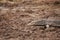 Varanus salvator walking on the ground