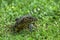 Varanus salvator walking on the lawn