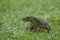 Varanus salvator walking on the lawn