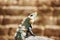 Varanus sitting on the stone, Chichen Itza, Mexico