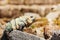 Varanus sunbathing in natural habitat, Mexico