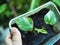 vareigated plant and homalomena baby in pot ready to move for garden