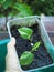 vareigated plant and homalomena baby in pot ready to move for garden