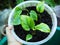 vareigated plant and homalomena baby in pot ready to move for garden