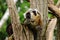 Vari sitting on branch in zoo in bavaria