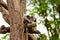 Vari sitting on branch in zoo in bavaria in augsburg