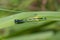 A Variable damselfly resting on a leaf.