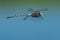 Variable Darner Dragonfly - Aeshna interrupta