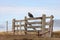 Variable Hawk - Carcass Island in the Falkland Islands