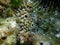 Variable loggerhead sponge (Ircinia variabilis) close-up undersea, Aegean Sea