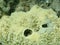 Variable loggerhead sponge (Ircinia variabilis) close-up undersea, Aegean Sea