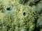 Variable loggerhead sponge (Ircinia variabilis) close-up undersea, Aegean Sea