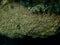 Variable loggerhead sponge (Ircinia variabilis) close-up undersea, Aegean Sea, Greece, Halkidiki