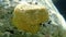 Variable loggerhead sponge Ircinia variabilis undersea, Aegean Sea