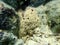 Variable loggerhead sponge (Ircinia variabilis) undersea, Aegean Sea, Greece, Halkidiki