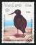 Variable Oystercatcher