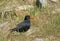 Variable Oystercatcher