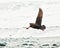 Variable Oystercatcher