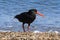 A variable oystercatcher, a bird native to New Zealand