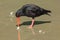 A variable oystercatcher digging up a shell