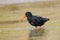 Variable oystercatcher Haematopus unicolor bathing in shallow water