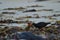 Variable oystercatcher Haematopus unicolor searching for food.