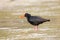 Variable oystercatcher Haematopus unicolor standing in shallow water