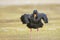 Variable oystercatcher Haematopus unicolor standing in shallow water