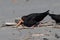 Variable Oystercatcher in New Zealand