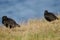 Variable oystercatchers.