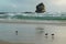 Variable Oystercatchers on beach