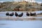 Variable oystercatchers in a line