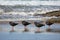 Variable oystercatchers in a line