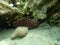 Variable sea cucumber Holothuria Platyperona sanctori, feces of sea cucumber and Sea snail banded dye-murex Hexaplex trunculus