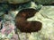 Variable sea cucumber Holothuria sanctori on sea bottom, Aegean Sea, Greece.