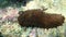 Variable sea cucumber Holothuria sanctori on sea bottom, Aegean Sea, Greece.