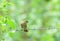 Variable Seedeater (Sporophila corvina) Female