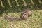 Variable squirrel or Finlayson`s squirrel or Callosciurus finlaysonii, on the green grass in a Bangkok park. Thailand