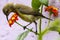 Variable Sunbird, Ethiopia