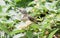 Variable sunbird in a flowering bush